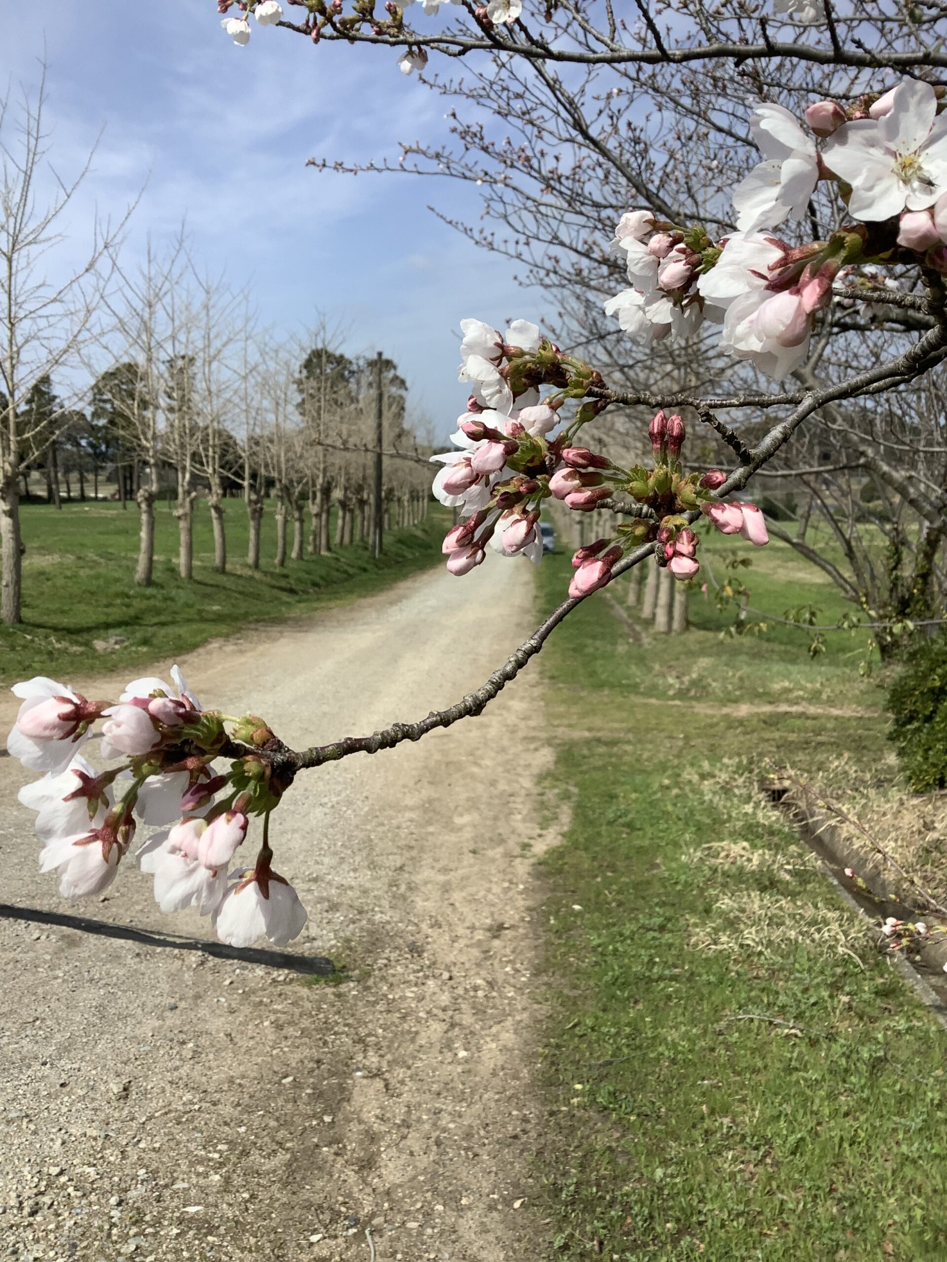 桜