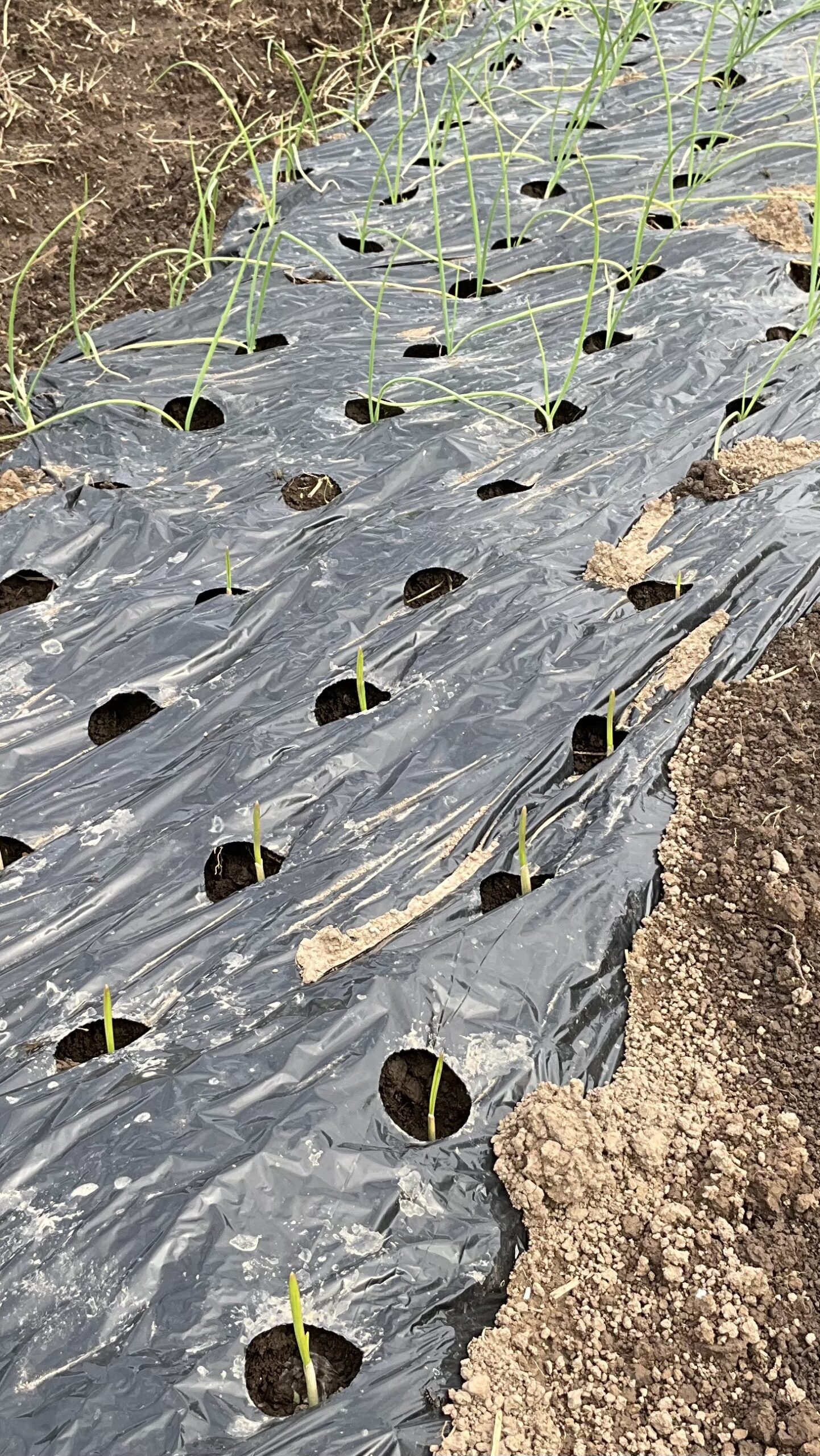 冷え込んできました